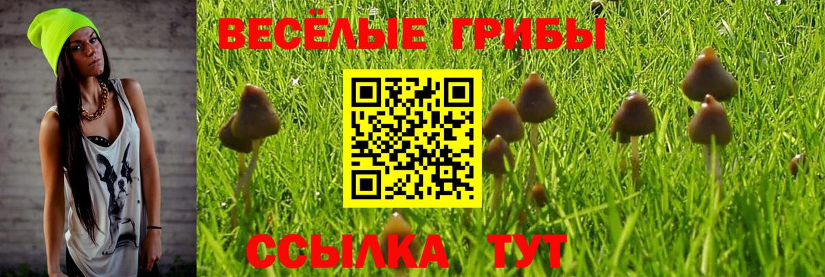 Кингисепп  Псилоцибиновые грибы мухоморы  Вход с VPN 